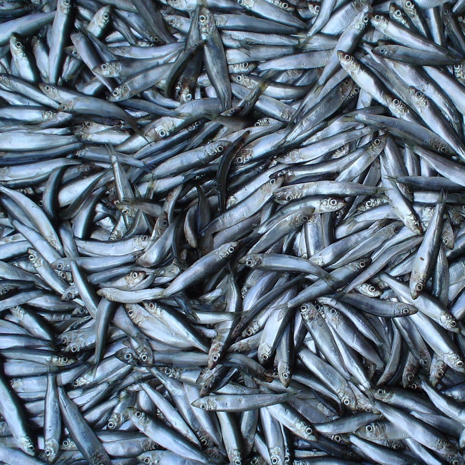 Kiezebrink | Sprats 1kg