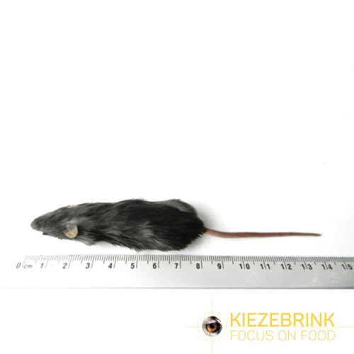 Kiezebrink | Whole Mouse & Mice