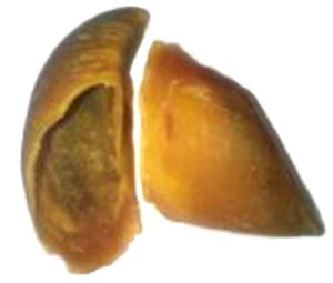 Paddock Farm | Hooves Unfilled