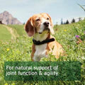 Aniforte | Devil's Claw Root x 100