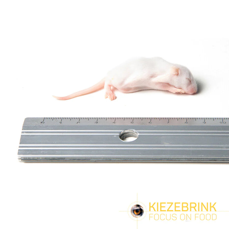 Kiezebrink | Whole Mouse & Mice