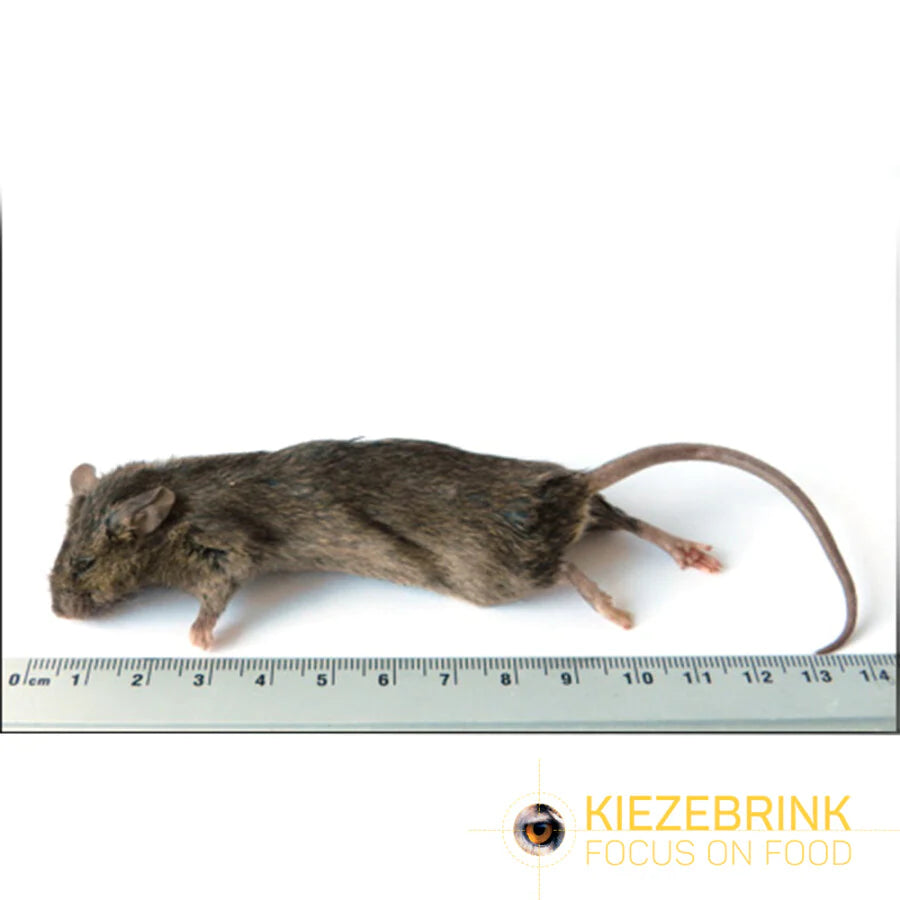 Kiezebrink | Whole Mouse & Mice