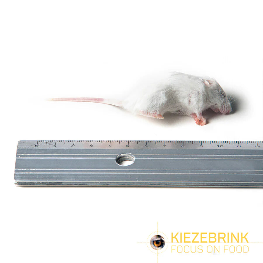 Kiezebrink | Whole Mouse & Mice