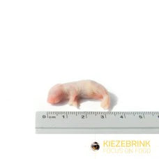 Kiezebrink | Whole Mouse & Mice