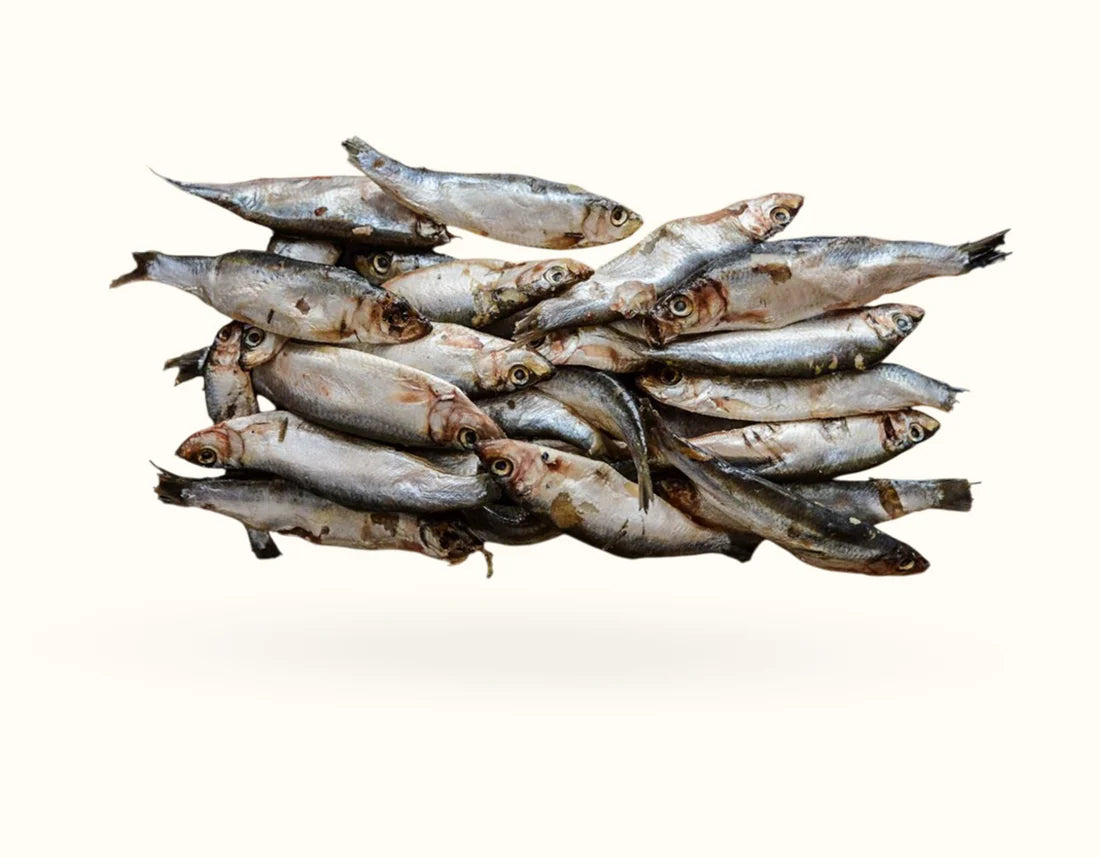 The Dogs Butcher | Whole Seasonal Oily Fish 1kg