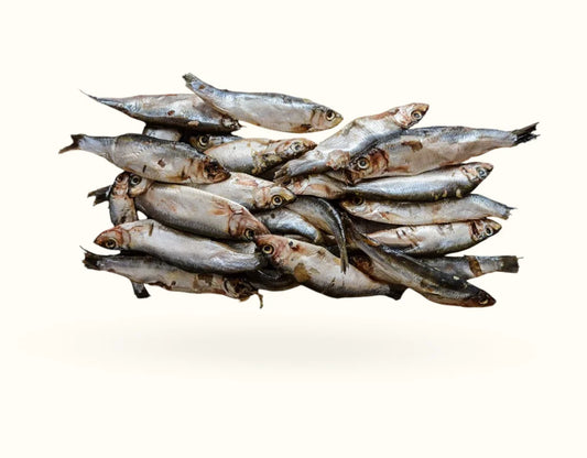 The Dogs Butcher | Whole Seasonal Oily Fish 1kg