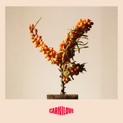 Carnilove | Active Cat Beef & Venison