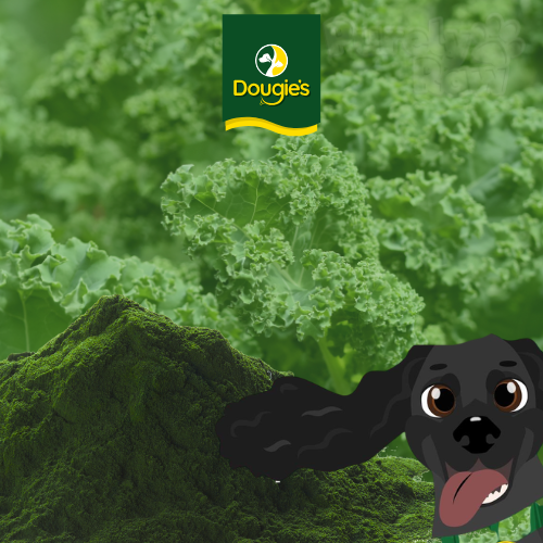 Dougie's | Kale Powder 285g