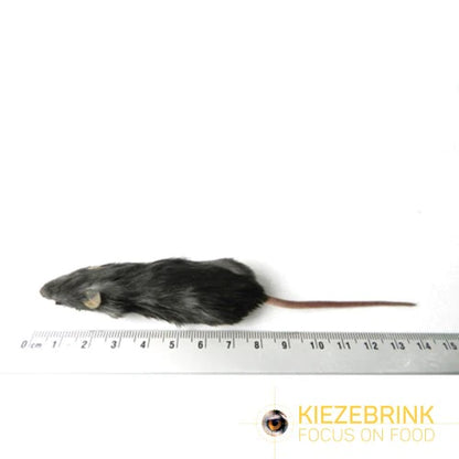Kiezebrink | Whole Mouse & Mice