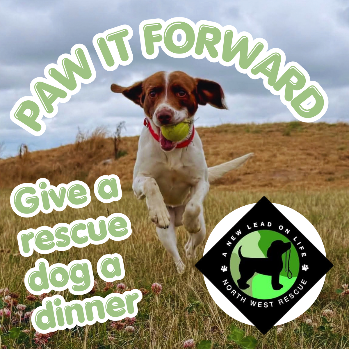 💚 A NEW LEAD ON LIFE RESCUE - Paw It Forward, a Rescues Dinner