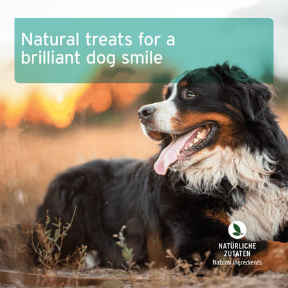 Aniforte | Dental Snack