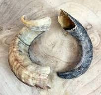 Lambs Horn