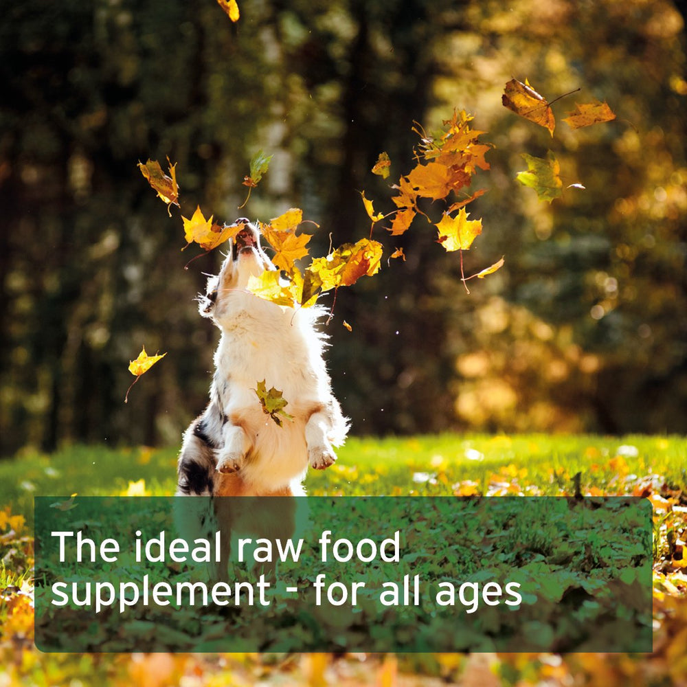 Aniforte | Eggshell Powder - Natural Calcium Supplement 250g